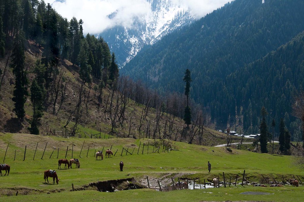 Horses grazing in wide green meadows of Aru Valley with forested mountains