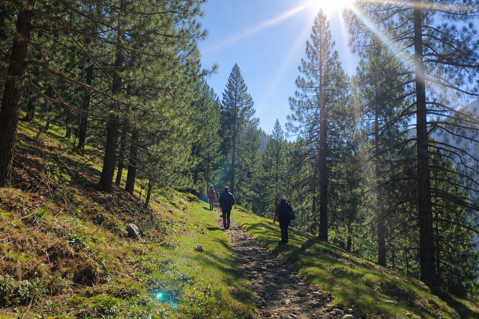 Sunlit Deodar pine forest trail on way to Lidderwat