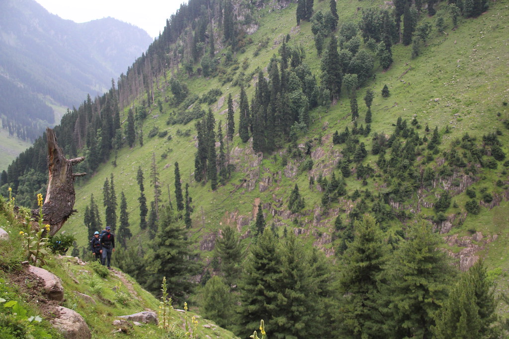Trekkers walking on a narrow forest trail at Shekwas during the Tarsar Marsar trek
